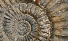 fosilijos