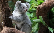 eukaliptas ir zavioji koala