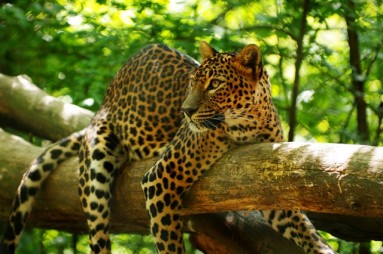 jaguaras