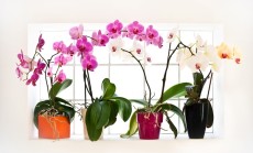 orchidejos