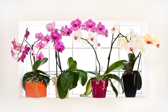 orchidejos