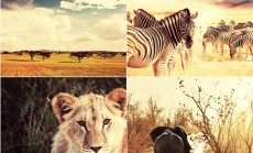 "Afrikos safaris"