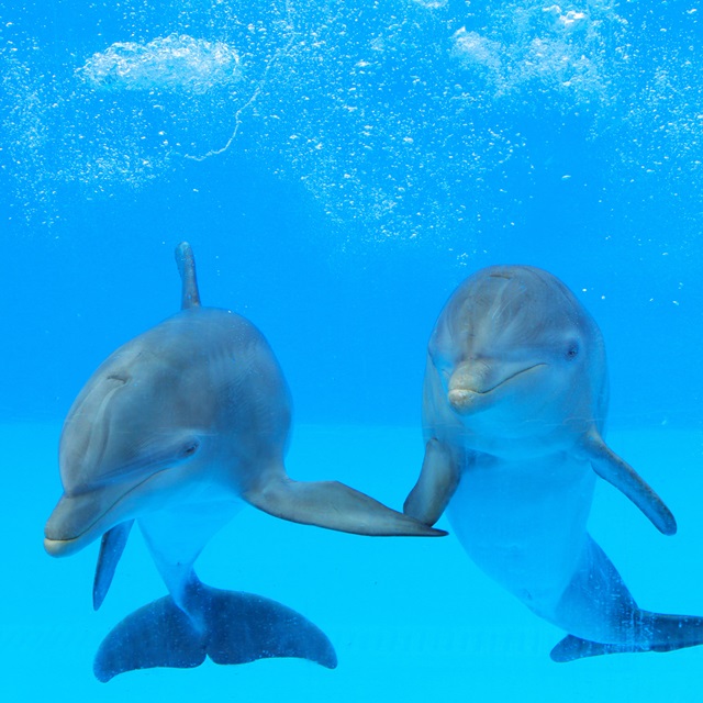"delfinai"