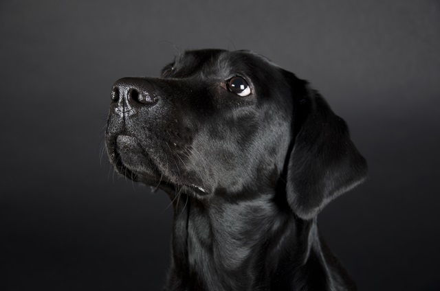 Juodas šuo