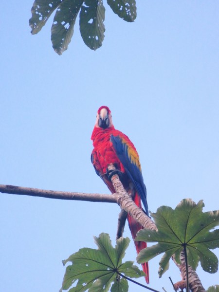 Scarlet macaw_450x600