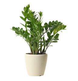 Pot,With,Zamioculcas,Home,Plant,On,White,Background