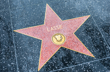 Los,Angeles,,Ca,,Usa,-,March,31,,2013:,Lassie,Star