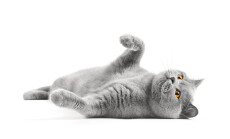Satisfied,British,Cat,Lies,On,A,White,Background,With,A