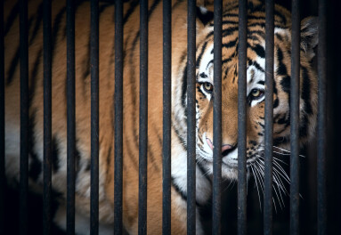 Tiger,In,A,Cage