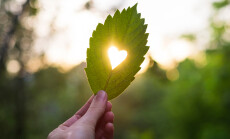 Green,Leaf,With,Cut,Heart,In,A,Hand