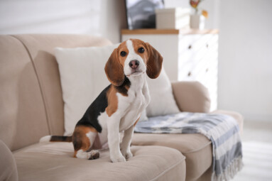 Cute,Beagle,Puppy,On,Sofa,Indoors.,Adorable,Pet