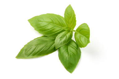 Sweet,Basil,Herb,Leaves,,Close-up,,Isolated,On,White,Background.,Sweet