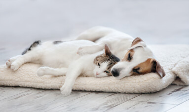 Cat,And,Dog,Sleeping.,Pets,Sleeping,Embracing