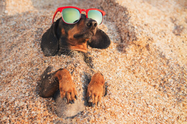 Cute,Dog,Of,Dachshund,,Black,And,Tan,,Wearing,Red,Sunglasses,