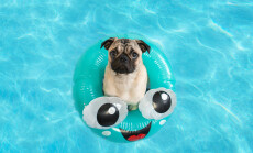 Cute,Little,Pug,Puppy,Floating,In,A,Pool,In,A
