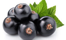 Black,Currant,With,Leaves,Isolated