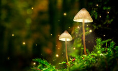 Glowing,Mushroom,Lamps,With,Fireflies,In,Magical,Forest