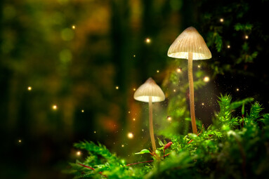 Glowing,Mushroom,Lamps,With,Fireflies,In,Magical,Forest