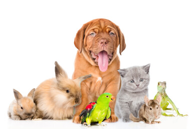Group,Of,Pets,Together,In,Front,View.,Isolated,On,White