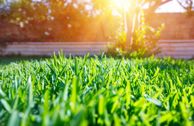 Beautiful,View,On,Cute,Backyard,In,Sunny,Day,,Fresh,Green