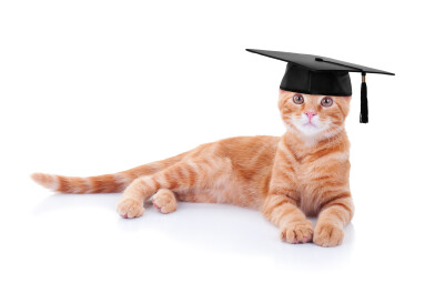 Smart,Graduate,Pet,Cat,In,Graduation,Cap,On,White