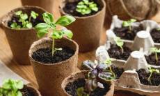 Basil,Seedlings,In,Biodegradable,Pots,On,Wooden,Table.,Green,Plants