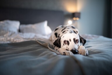 Dalmatian,Dog,On,White,Soft,Comfortable,Bed.,Pet,In,Hotel