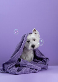 Cute,West,Highland,White,Terrier,Dog,On,Purple,Background,After
