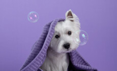 Cute,West,Highland,White,Terrier,Dog,On,Purple,Background,After