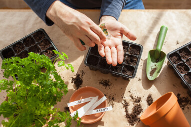Gardening,,Planting,At,Home.,Man,Sowing,Seeds,In,Germination,Box