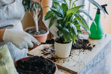 Spring,Houseplant,Care,,Waking,Up,Indoor,Plants,For,Spring.,Woman