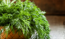 Fresh,Dill,From,The,Garden,On,The,Old,Wooden,Table