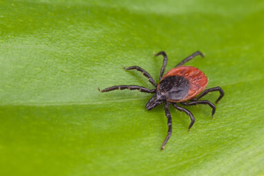 Deer,Tick,Detail.,Ixodes,Ricinus.,Arachnid,On,Green,Background.,Disgusting