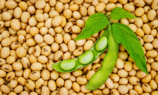 Soy,Bean,Mature,Seeds,With,Immature,Soybeans,In,The,Pod.