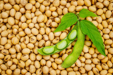 Soy,Bean,Mature,Seeds,With,Immature,Soybeans,In,The,Pod.