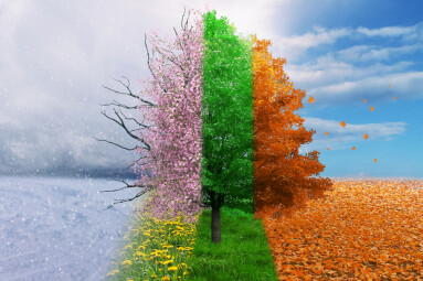 Four,Season,Tree,Magical,,Nature