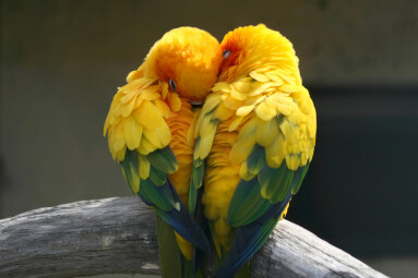 Pair,Lovebirds
