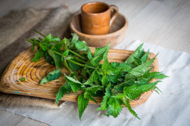 Urtica,Cut,For,Drying,As,Herbal,Tea,,Natural,Incense,,Or