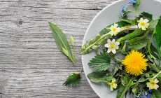 Healthy,Spring,Food,Ingredients.,Dandelion,,Wild,Garlic,And,Nettle,In