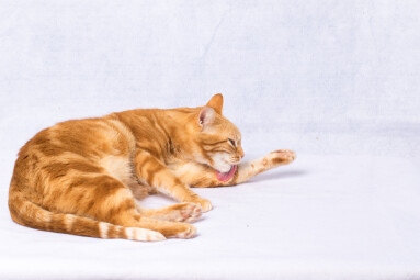 A,Beautiful,Domestic,Orange,Striped,Cat,Cleaning,Itself.,Animal,Portrait.