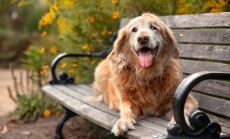 Old,Golden,Retriever,Dog,Sitting,On,Park,Bench,In,Autumn