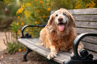 Old,Golden,Retriever,Dog,Sitting,On,Park,Bench,In,Autumn