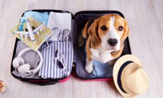 A,Beagle,Dog,Sits,In,An,Open,Suitcase,With,Clothes