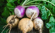 Bunch,Of,Purple,And,Yellow,Turnips,On,A,Rustic,Wooden