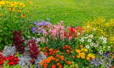 Multi-colored,Flower,Bed,In,The,Park.,Lots,Of,Beautiful,Summer