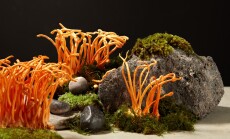 Minimal,Natural,Scene,With,Cordyceps,On,Green,Moss,And,Gray