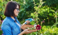 Woman,In,Summer,Garden,Picking,Dry,Flowers,Seeds,With,Mallow