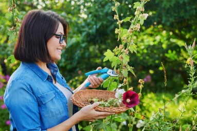 Woman,In,Summer,Garden,Picking,Dry,Flowers,Seeds,With,Mallow