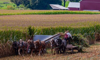 A,View,Of,Amish,Harvesting,There,Corn,Using,Six,Horses