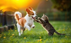 A,Heartwarming,Moment,Between,A,Dog,And,Cat,At,Play,